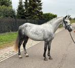 Super lieve bereden C pony, Merrie, Recreatiepony