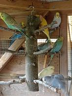 14 baby grasparkietjes, Dieren en Toebehoren, Meerdere dieren, Parkiet, Tam