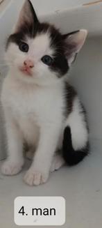 kitten kittens poesje kater poes man vrouw cypers / lapjes, Meerdere dieren, Ontwormd, 0 tot 2 jaar