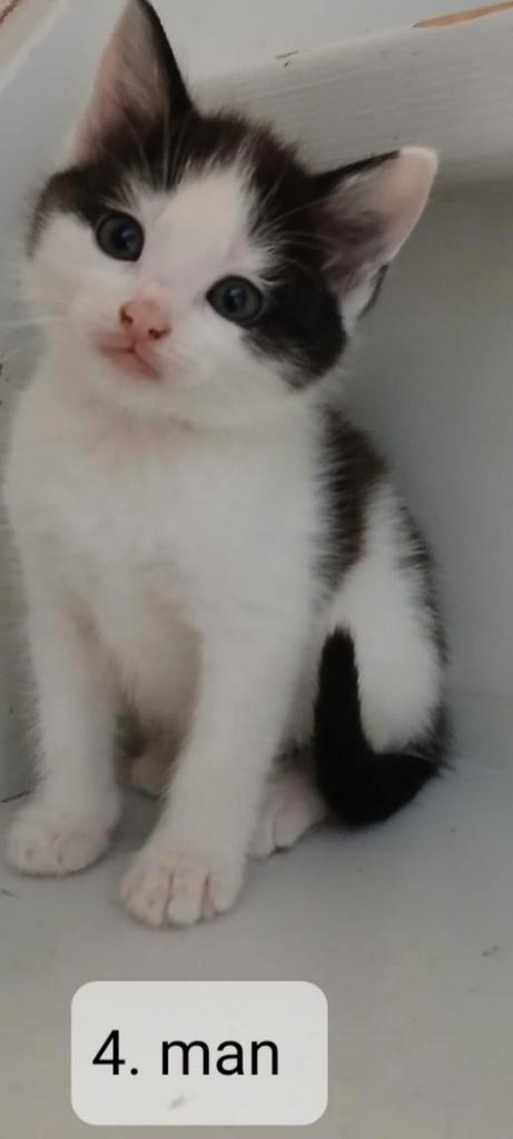 kitten kittens poesje kater poes man vrouw cypers / lapjes, Dieren en Toebehoren, Katten en Kittens | Raskatten | Korthaar, Meerdere dieren
