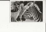 Wassenaar Dierenpark Zebra s  1963, Verzamelen, Ansichtkaarten | Nederland, Gelopen, Zuid-Holland, 1960 tot 1980, Ophalen of Verzenden