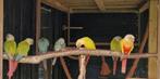 Pruhuras, Dieren en Toebehoren, Parkiet, Geringd