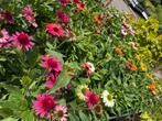 Echinacea Zonnehoed - Vaste Plant nu €6 per stuk, Volle zon, Vaste plant, Zomer, Ophalen