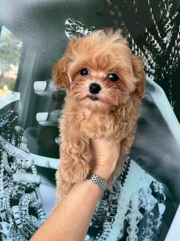 Premium maltipoo f2 teefje micro beschikbaar voor biedingen