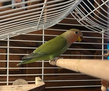 Jonge agapornis roseicollis - man beschikbaar voor biedingen