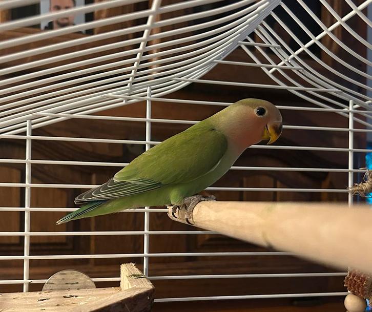 Jonge agapornis roseicollis - man, Dieren en Toebehoren, Vogels | Parkieten en Papegaaien, Dwergpapegaai of Agapornis, Mannelijk