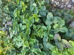 Aardbeiplanten,, Tuin en Terras, Ophalen, Zomer, Overige soorten, Volle zon