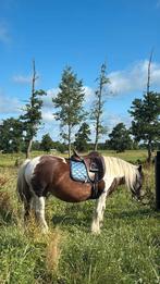 Bijrijder gezocht, Dieren en Toebehoren