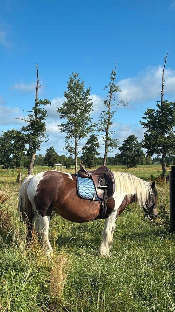 Bijrijder gezocht, Dieren en Toebehoren, Stalling en Weidegang