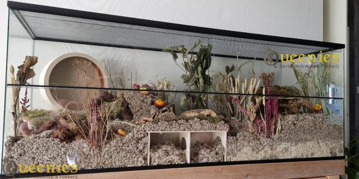 Maatwerk hamster terrarium met schuifruiten zonder plateaus, Dieren en Toebehoren, Knaagdieren en Konijnen | Hokken en Kooien