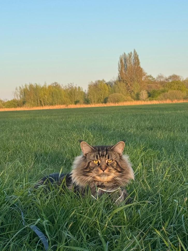 MAINE COON XXL - dekkater - niet te koop!!!, Dieren en Toebehoren, Katten en Kittens | Dekkaters, 0 tot 2 jaar