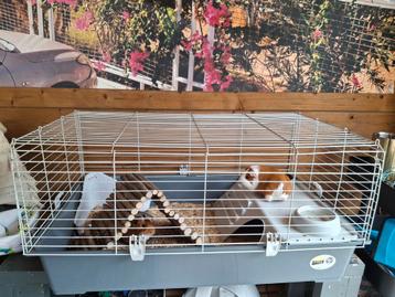 Zgan caviahok  beschikbaar voor biedingen