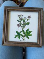 Tegeltje bloem in houten lijstje, Antiek en Kunst, Ophalen of Verzenden