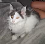 Main coon kittens te koop (katers), Dieren en Toebehoren, Katten en Kittens | Raskatten | Langhaar, Kater