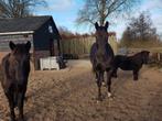 Oppas voor paarden en honden aangeboden, Diensten en Vakmensen, Dieren | Paarden | Verzorging, Oppas en Les