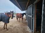 Bijrijder, Dieren en Toebehoren, Ophalen of Verzenden