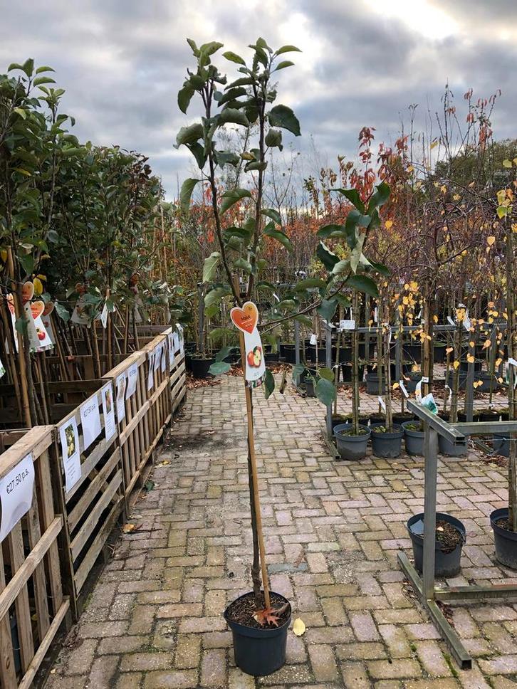 Jonagold Appelboom in Pot, Tuin en Terras, Planten | Bomen, Overige soorten, 100 tot 250 cm, Volle zon, Lente, In pot, Ophalen