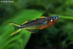 Forktail Blue Eye(Pseudomugil furcatus)-Vorkstaart regenboog, Dieren en Toebehoren, Vis