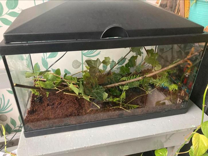 Wandelende takken!, Dieren en Toebehoren, Insecten en Spinnen, Wandelende tak