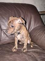 Te koop engelse stafford, Parvo, Overige rassen, 8 tot 15 weken, Meerdere