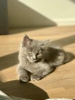 Ragdoll x Maine Coon Kittens, Meerdere dieren, Ontwormd, 0 tot 2 jaar