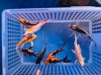 Te koop prachtige butterfly kois 15 a 20 cm, Karper of Koi