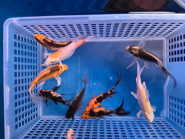 Te koop prachtige butterfly kois 15 a 20 cm, Dieren en Toebehoren, Vissen | Vijvervissen, Karper of Koi