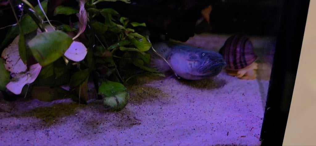 Drakenkopvis/Violet Goby zoekt groter aquarium, Vis