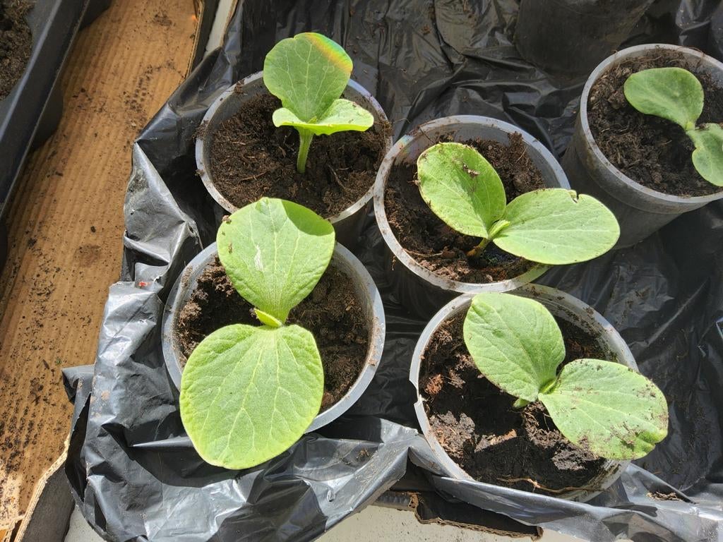 Pompoen planten, Tuin en Terras, Planten | Tuinplanten, Ophalen, Eenjarig, Groenteplanten, Volle zon
