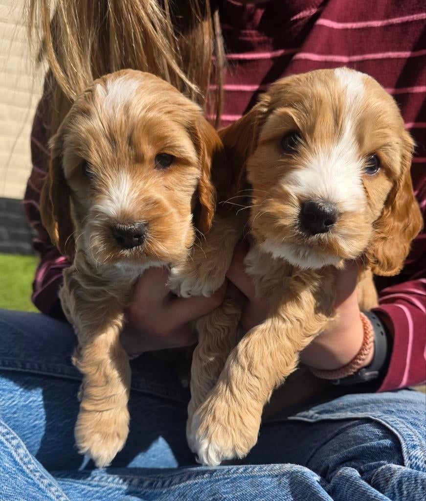 Cockapoo pups (zoals ze horen te zijn), Overige rassen, 8 tot 15 weken, Meerdere, Meerdere dieren
