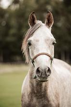 Brave en actieve (kleine E) pony, Dieren en Toebehoren, Pony's, Ruin, Ontwormd