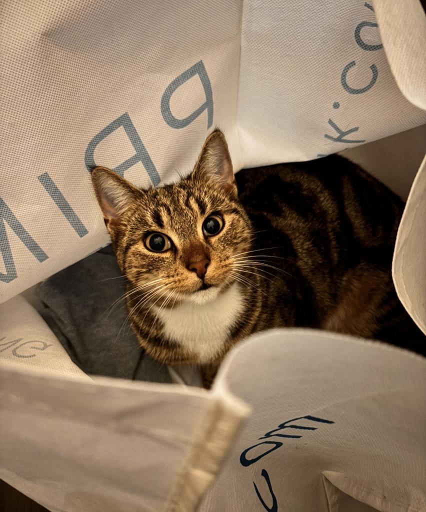 1 week oude kittens, Meerdere dieren, 0 tot 2 jaar