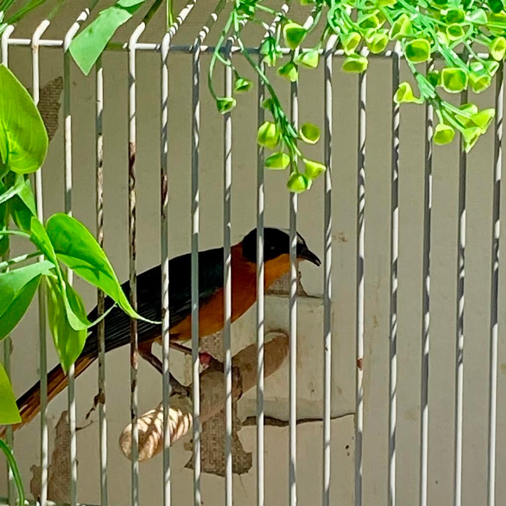 Sneeuwkruintapuit POP, Dieren en Toebehoren, Vrouwelijk, Geringd