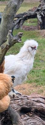 Leuke usa zijdehoen haan., Dieren en Toebehoren, Pluimvee, Mannelijk, Kip