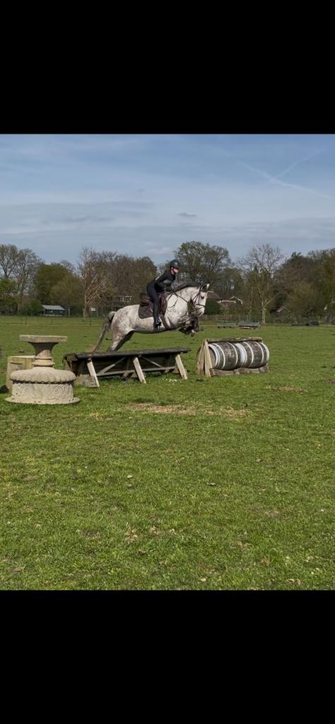 Lieve allround merrie Rosa 💖, Dieren en Toebehoren, Pony's, Merrie, E pony (1.48m - 1.57m), 7 tot 10 jaar
