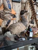opgezette rotgans fazant jacht vogel hert haan, Ophalen, Nieuw, Vogel, Opgezet dier