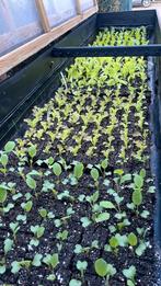 Sla, Andijvie & Lollo Rosso Tomaten moestuinplantjes, Ophalen, Volle zon, Groenteplanten, Eenjarig