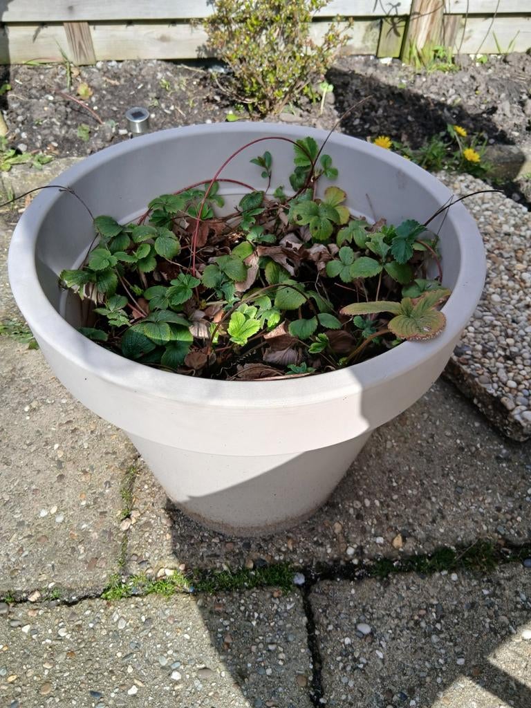 Grote plastic bloembak met aardbeiplanten, Ophalen