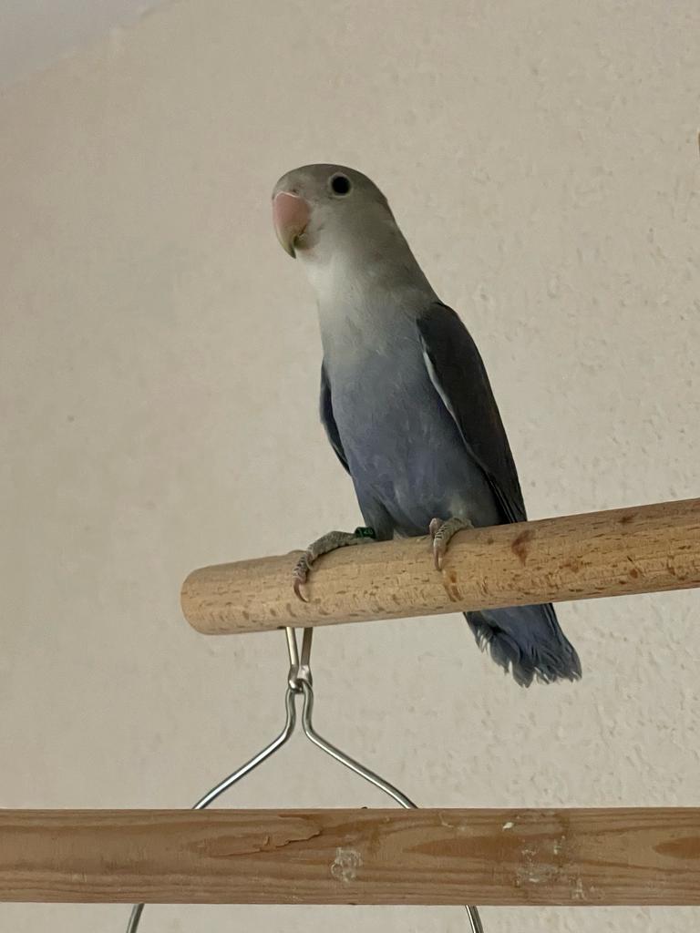 Prachtige Hand Tamme Lieve Agapornis Dwergpapegaai Lovebird, Meerdere dieren, Dwergpapegaai of Agapornis, Geringd