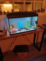 aquarium, Dieren en Toebehoren, Ophalen, Zo goed als nieuw, Leeg aquarium