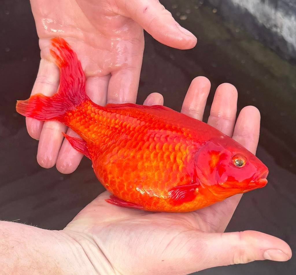 Vissen te koop, Dieren en Toebehoren, Goudvis(sen)