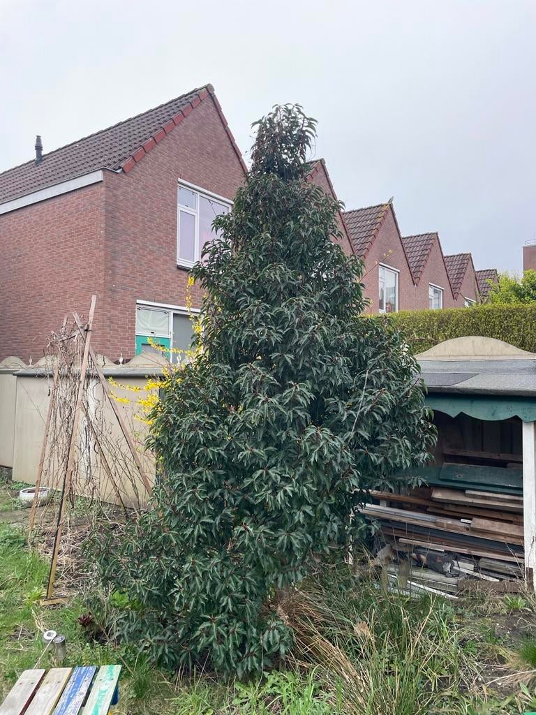 Portugese Laurier Prunus Lusitanica 3-3,5 m, Overige soorten, Lente, 250 tot 400 cm, Ophalen