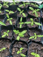 Cherrie tomaat, Ophalen, Overige soorten, Minder dan 100 cm