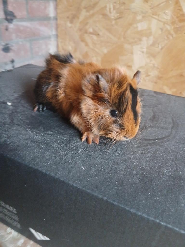 Jonge cavia's alvast te reserveren, Maart, Meerdere dieren, Cavia