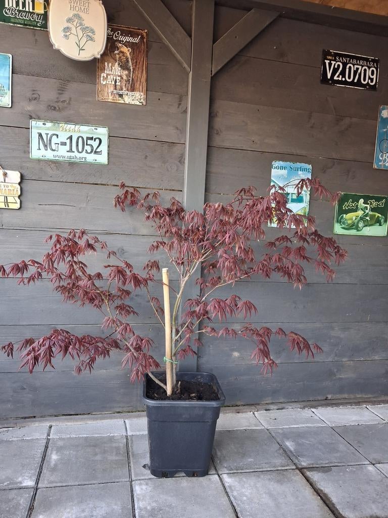 Japanse Esdoorn, Tuin en Terras, Planten | Bomen, Ophalen, Bloeit niet, Halfschaduw, Overige soorten