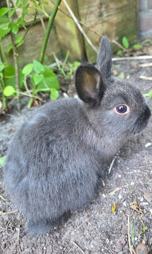 Nog 2 baby dwerg konijntjes heel tam, Dieren en Toebehoren, Konijnen, Meerdere dieren, Dwerg