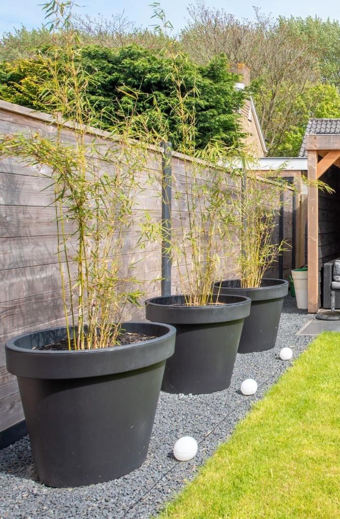 Bamboe Fargesia Robusta 'Campbell' - Niet woekerend, Tuin en Terras, Planten | Tuinplanten, Vaste plant, Overige soorten, Halfschaduw