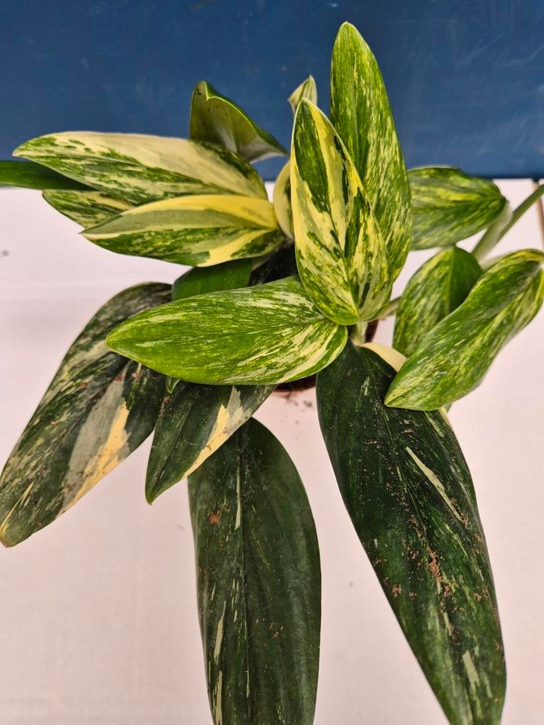 Monstera Standleyana Variegata p12 (10)