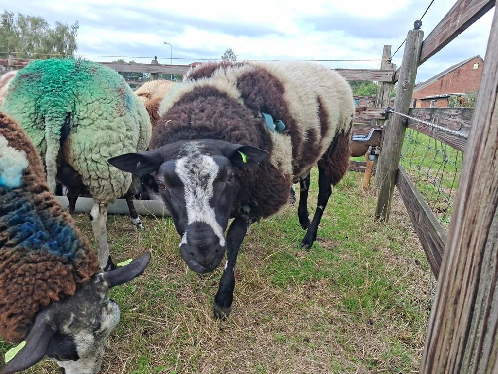 Zware bonte dekram ong 2,5jaar, Mannelijk, Schaap, 0 tot 2 jaar