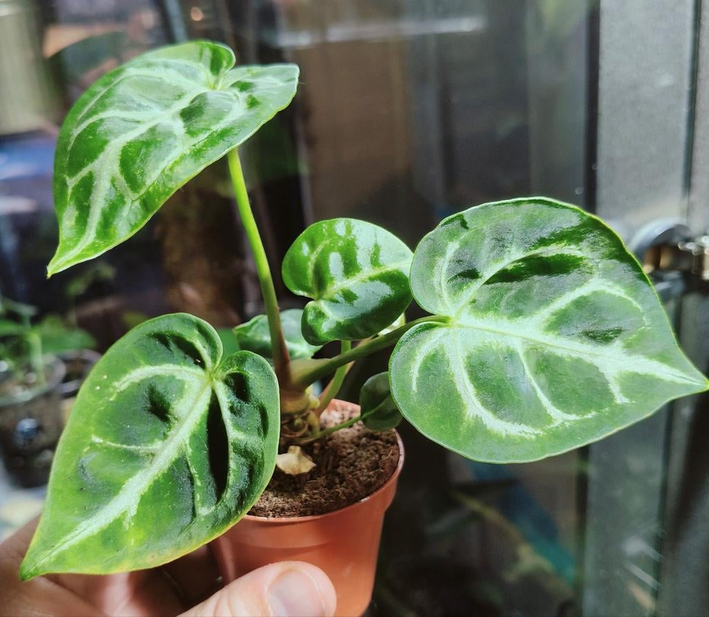 Anthurium clarinervium?, Huis en Inrichting, Kamerplanten, Ophalen of Verzenden, Halfschaduw, Minder dan 100 cm
